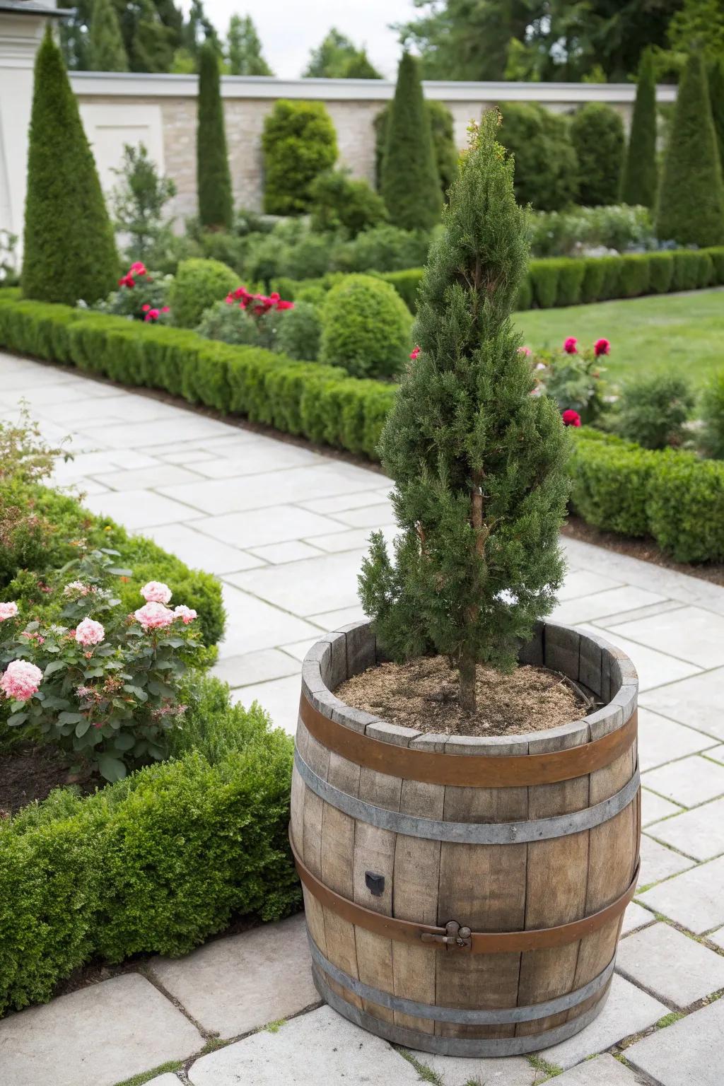 A stately dwarf conifer enhancing the elegance of a whiskey barrel.