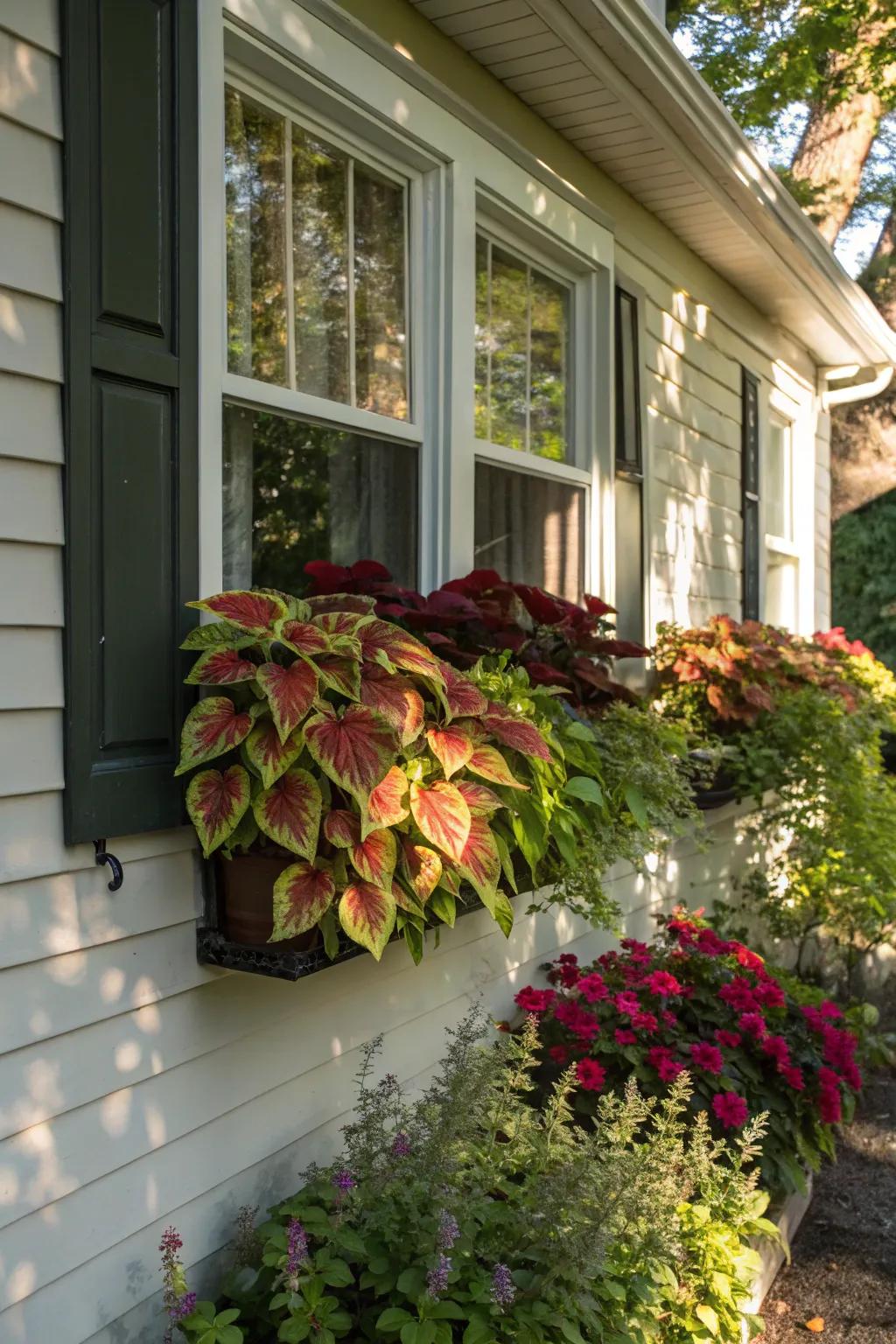 Illumination and shadow enhance the opulent tones of painted nettle in window boxes.