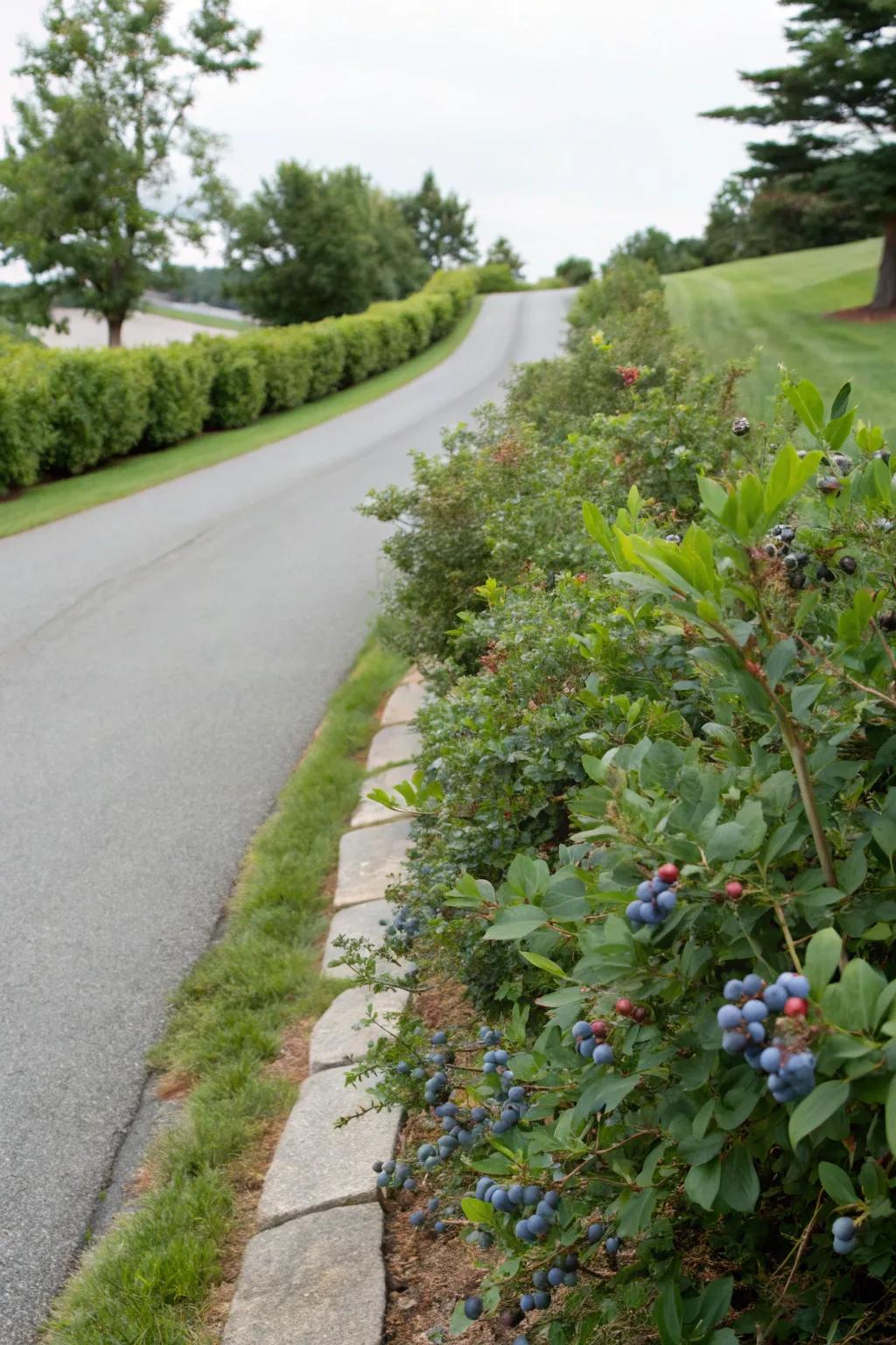 Fruit-bearing bushes furnish splendor and a palatable harvest.