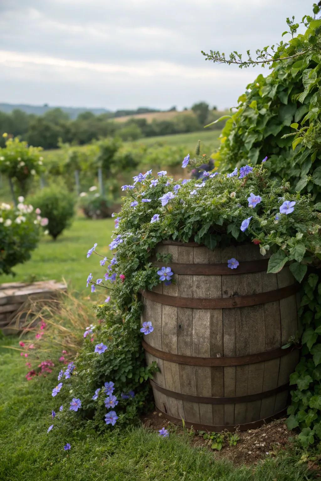 Charming periwinkle offering year-round appeal in a whiskey barrel.