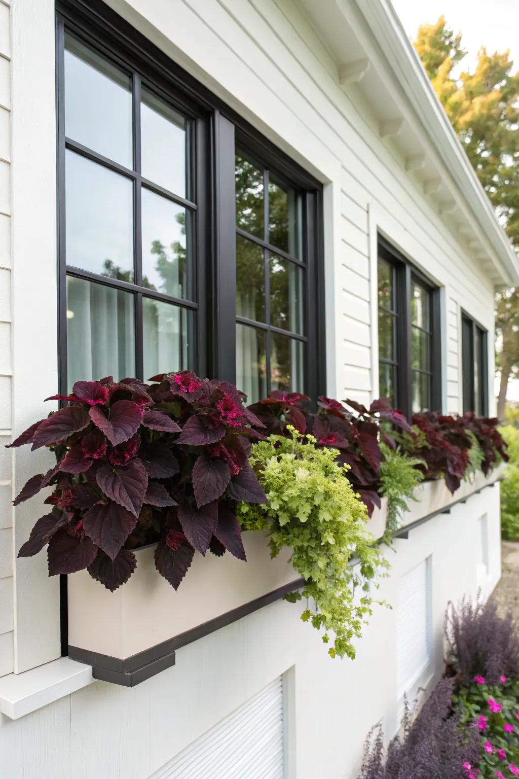 Somber painted nettle foliage injects dramatic contrast into window boxes.