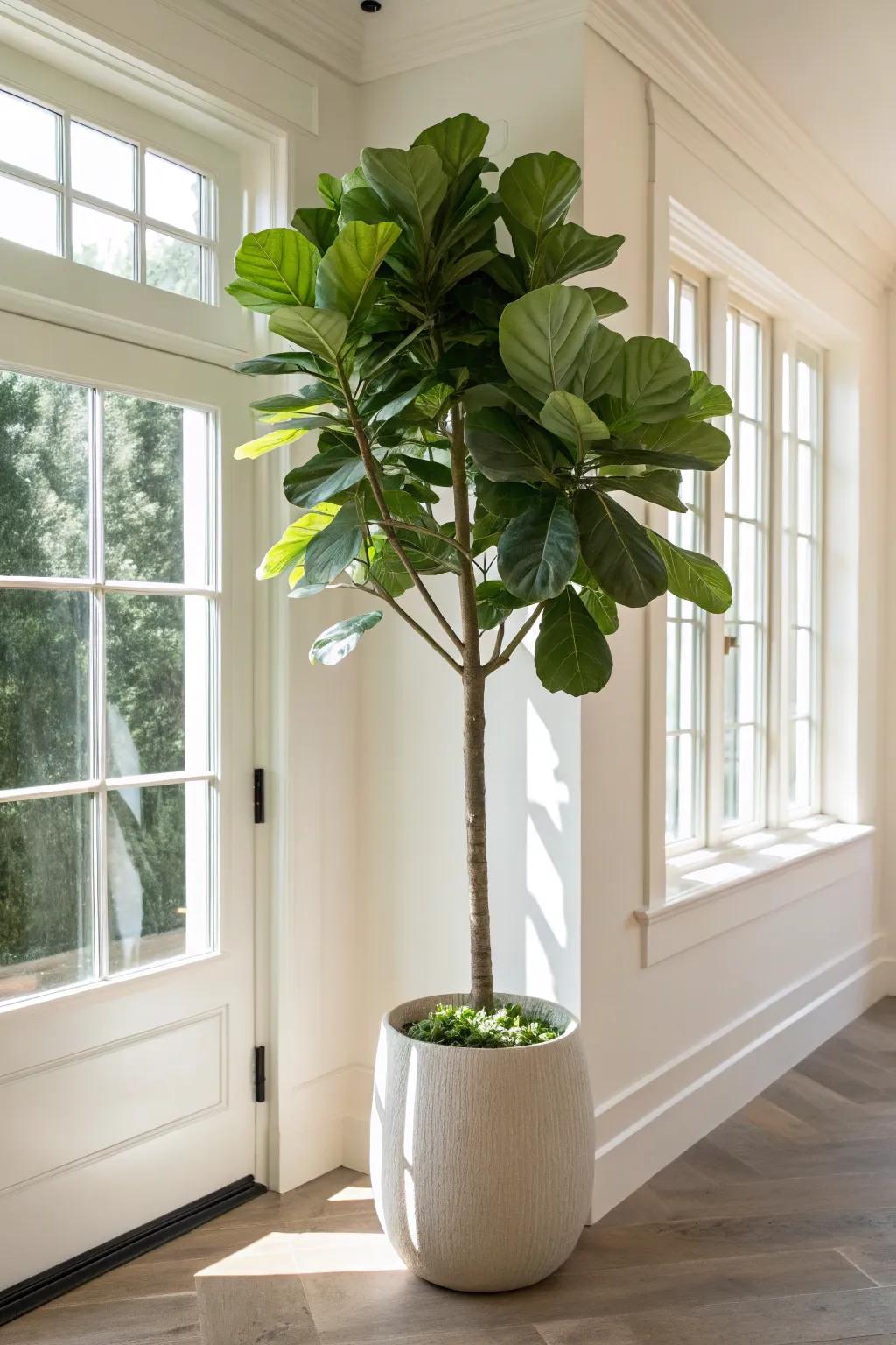 A declarative fiddle leaf fig, imparting altitude and sophistication to any space.