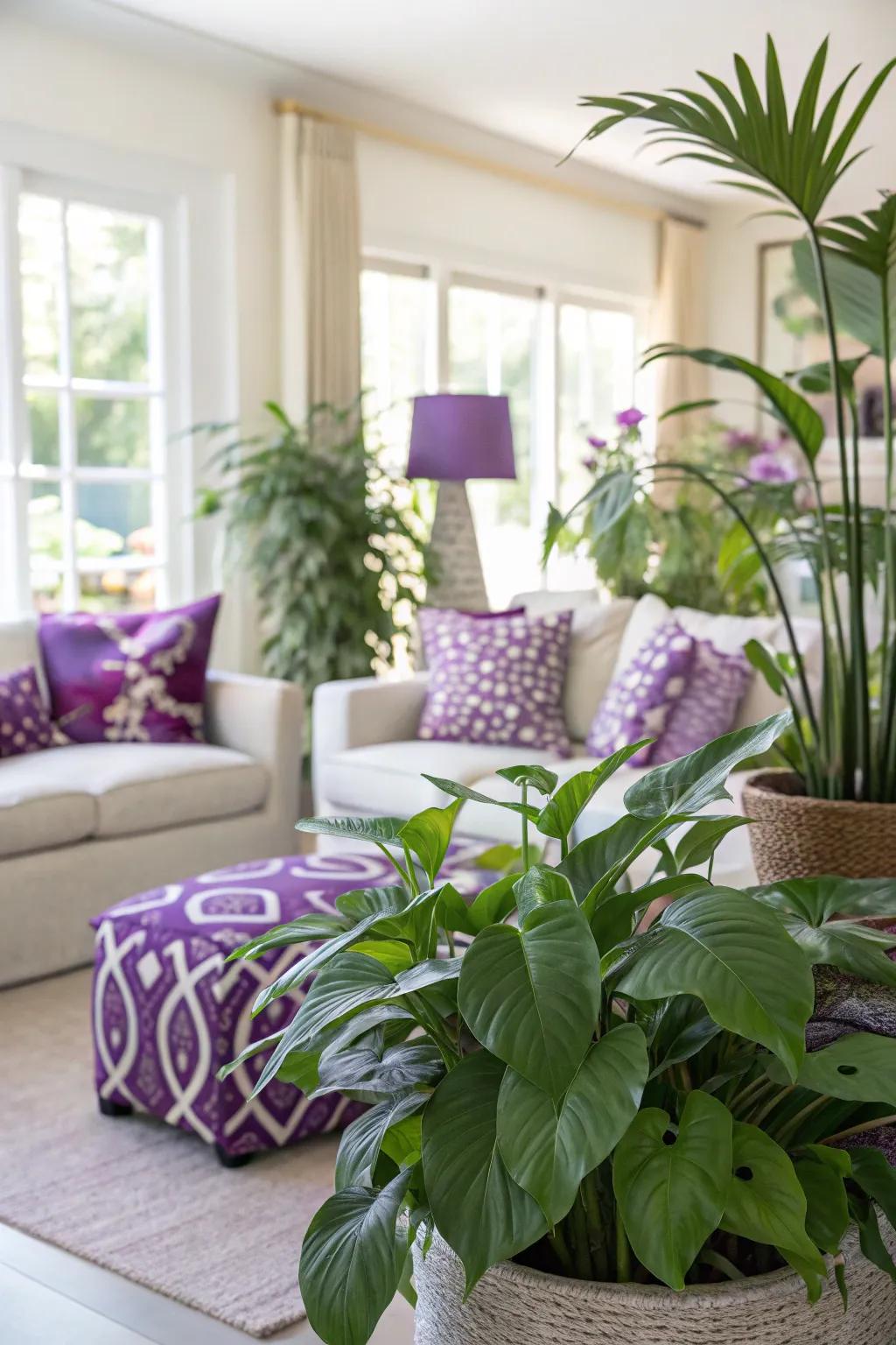 Lush green plants complementing a purple-themed living room.