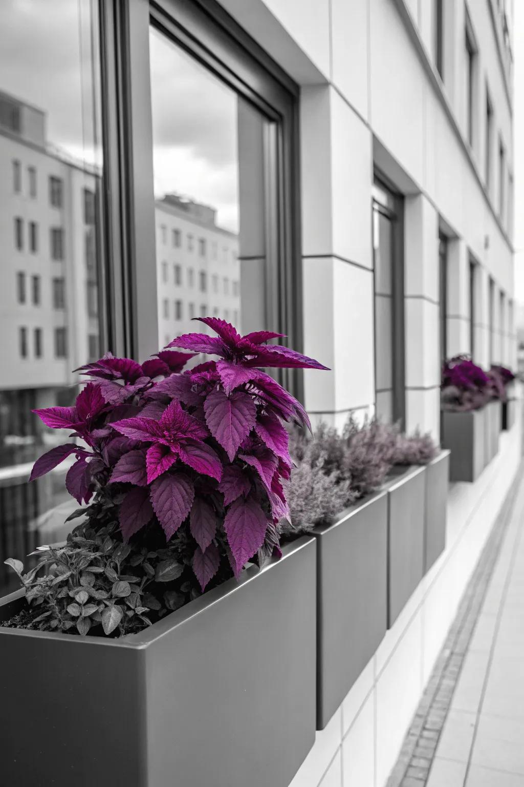 Monochromatic violet painted nettle provides an uncluttered and contemporary aesthetic.