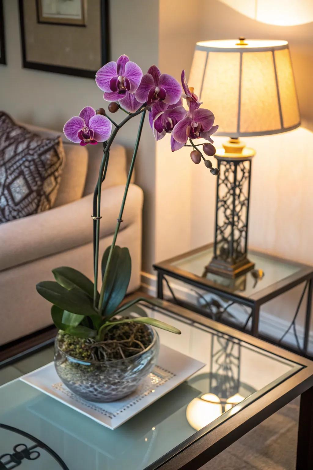 Exquisite orchids, ideally suited for imparting sophistication to any quarter.