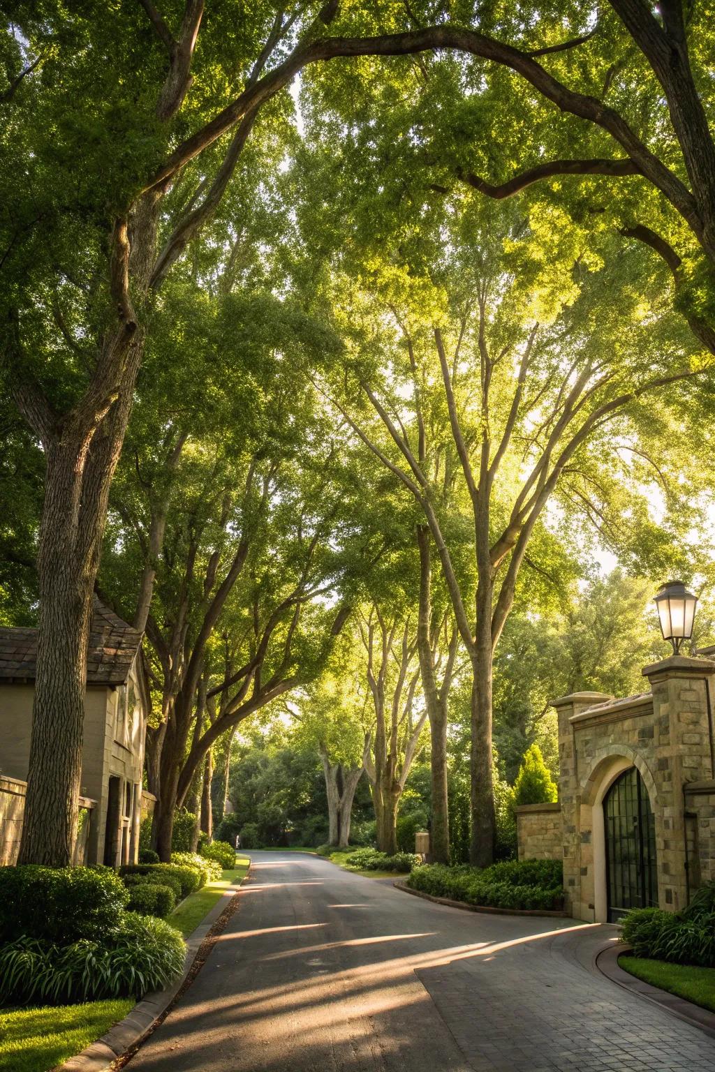 Tall trees creating a grand entrance.