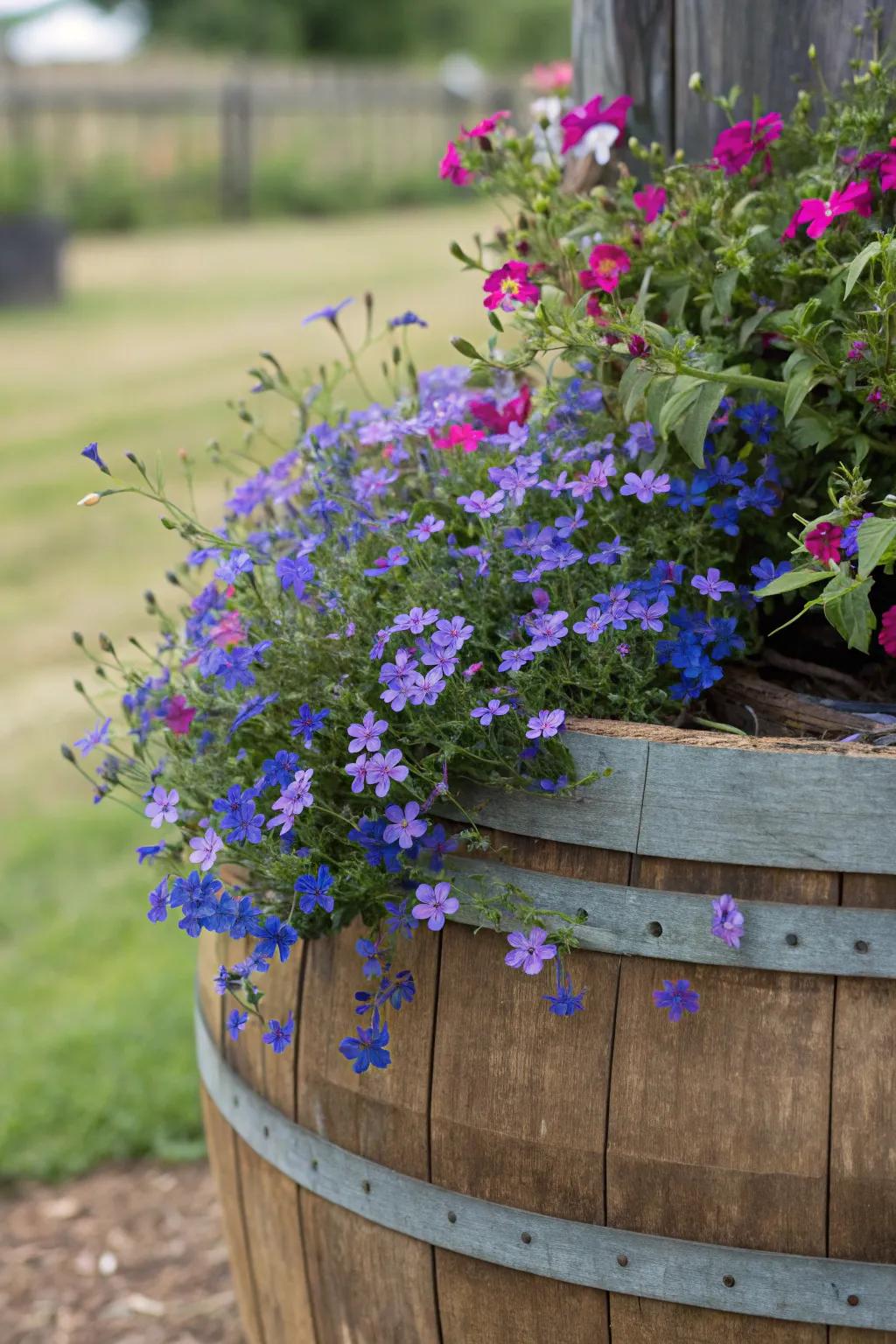 Whimsical lobelia spilling over a whiskey barrel planter.