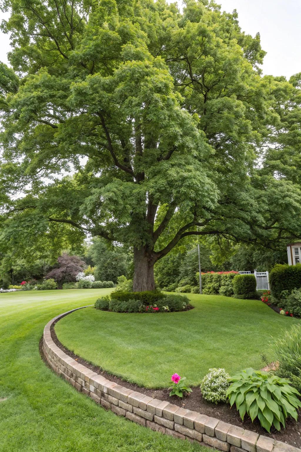 Simple grass borders provide a neat frame for your tree.