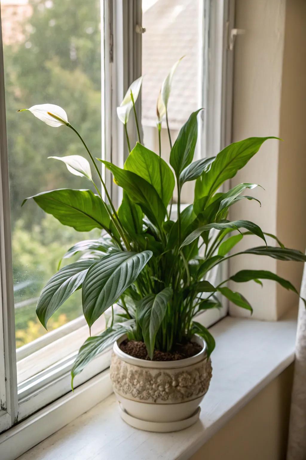 The sophisticated peace lily, a timeless offering emblematic of maternal nurture.