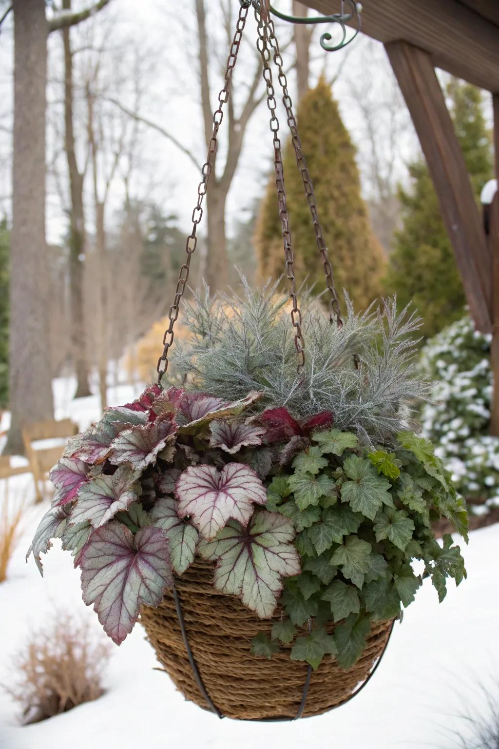 Heucheras proffer opulent, colorful foliage for winter showcases.