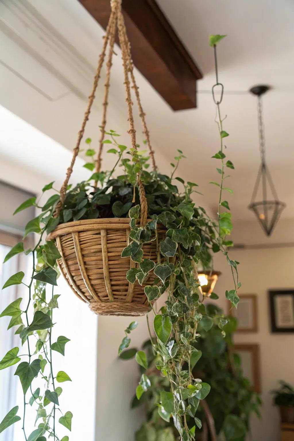 A profuse suspended botanical, perfectly poised to infuse your mother's residence with verdant charm.