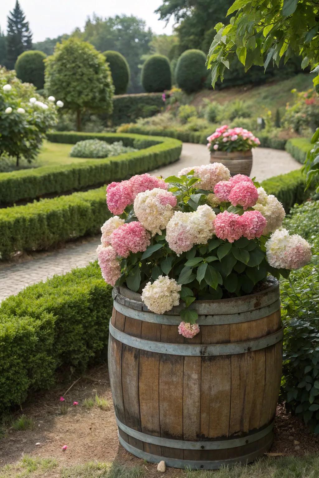 Lush hydrangeas creating a stunning display in a whiskey barrel.