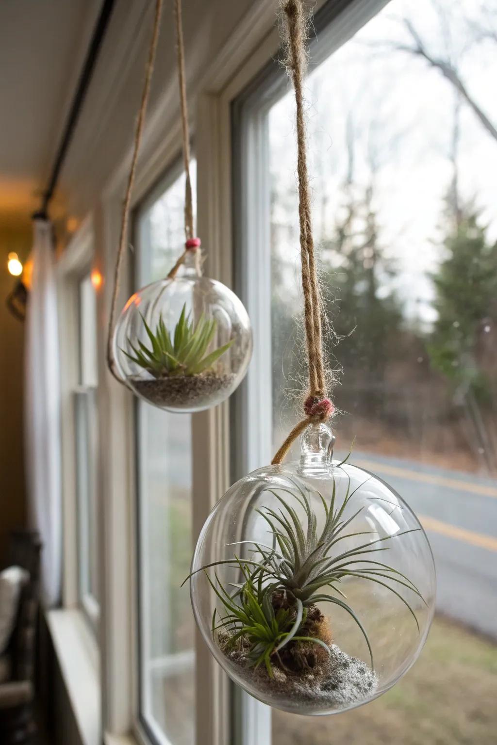 Contemporary and minimalistic aerial botanicals within vitreous globes, a distinctive offering option.
