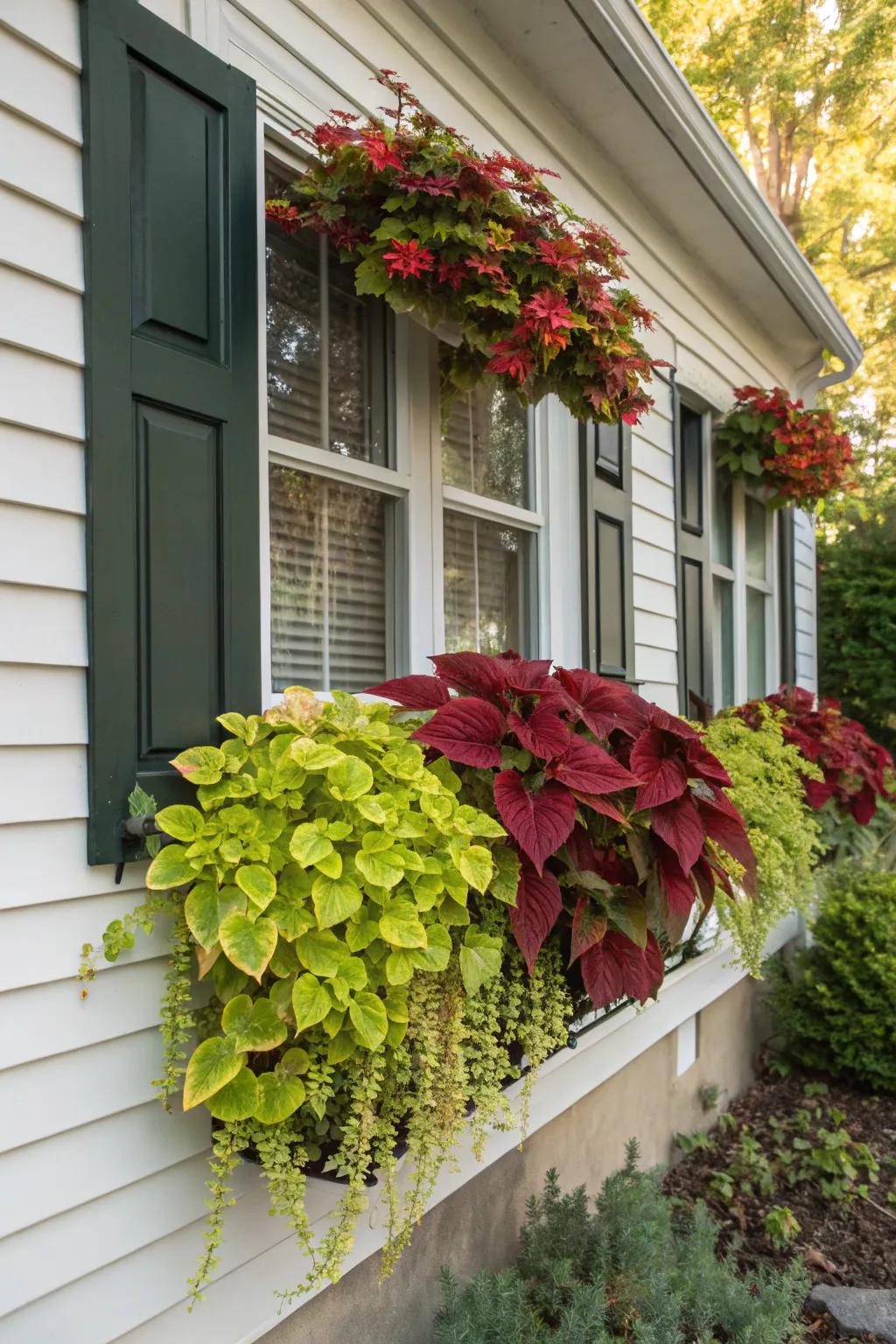 Painted nettle permits seamless seasonal transitions in window boxes.